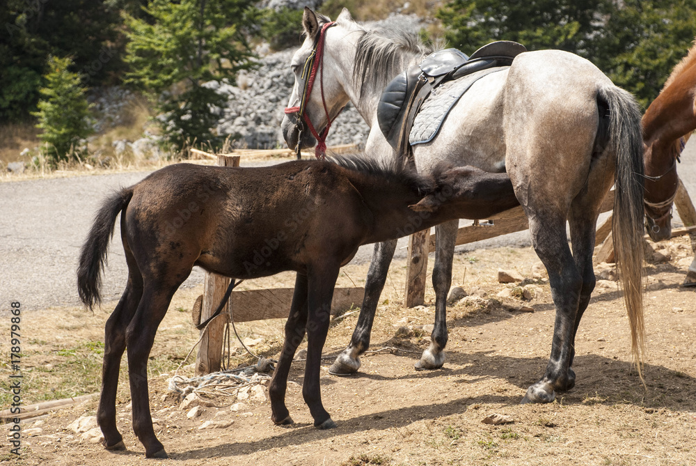 Brown foal drinking milk from his mother Brown foal drinking milk from his mother