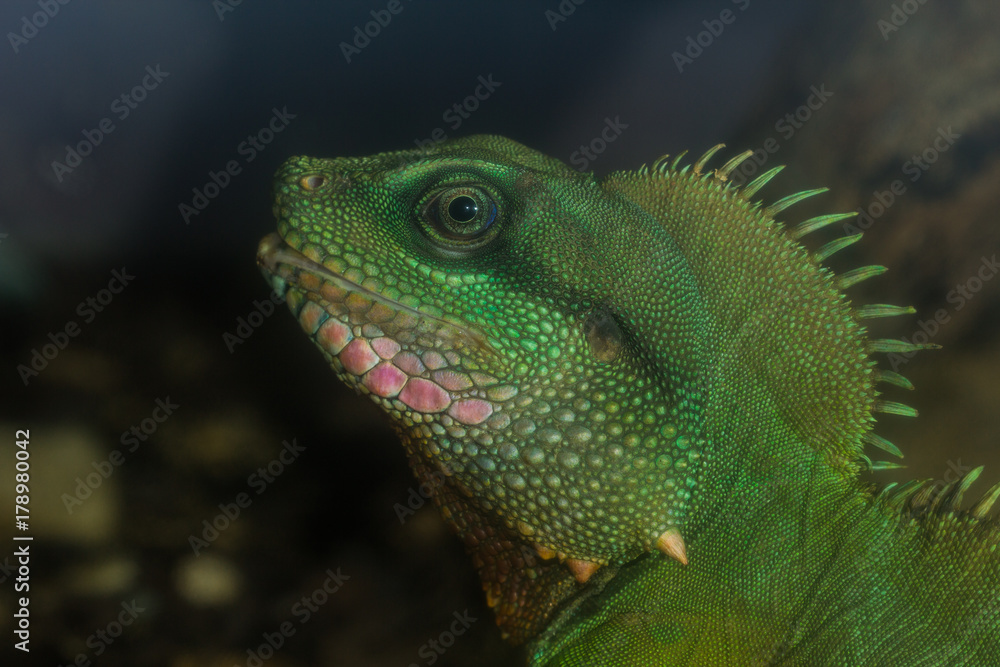 The iguana.