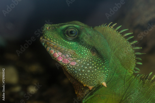 The iguana. © ttshutter