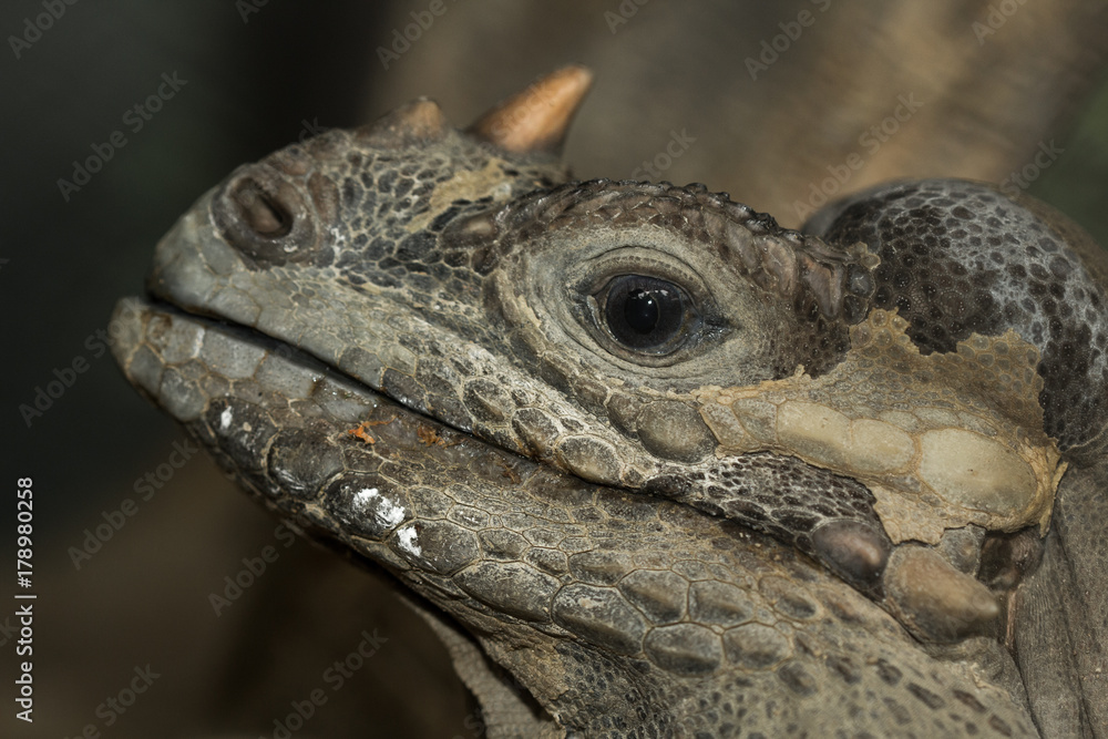 Obraz premium Brown iguana