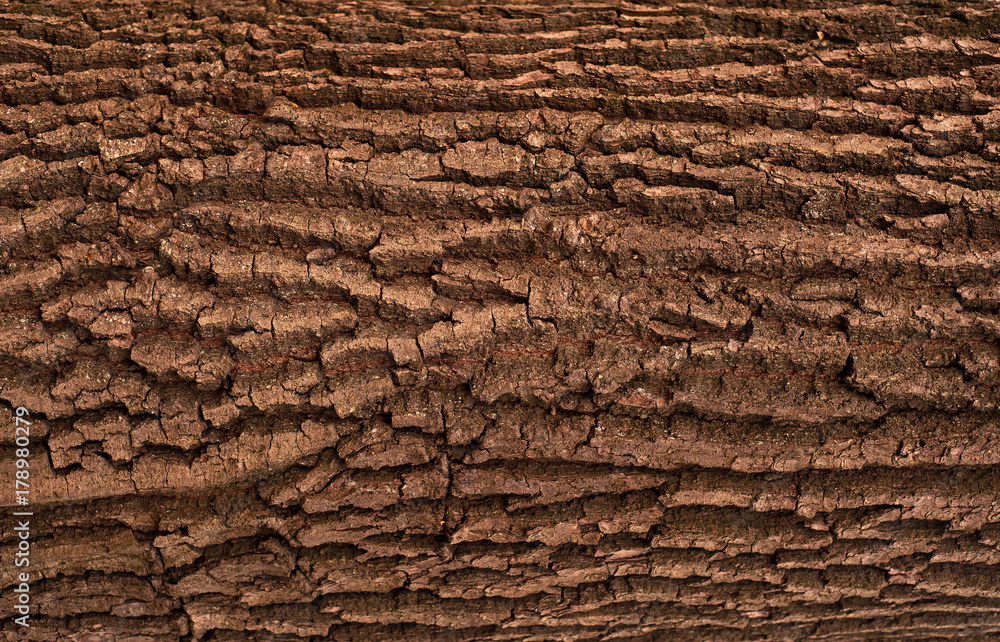 Relief creative texture of an old oak bark. Embossed texture of the bark of oak. Relief creative texture of an old oak bark. Embossed texture of the bark of oak.