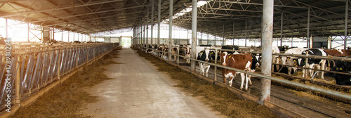 Obraz na płótnie Building of a cow farm. Panorama w salonie