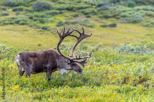 Caribou Bull (Rangifer tarandus) in tundra, Denali National Park, Alaska photo