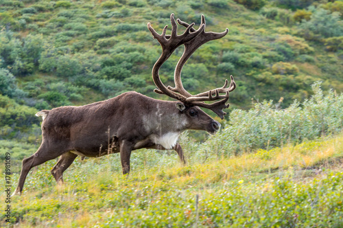 Obraz na plátně Caribou Bull (Rangifer tarandus) in tundra, Denali National Park, Alaska