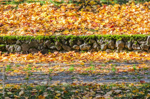 Path in the park covered with fallen leaves. Autumn background photo