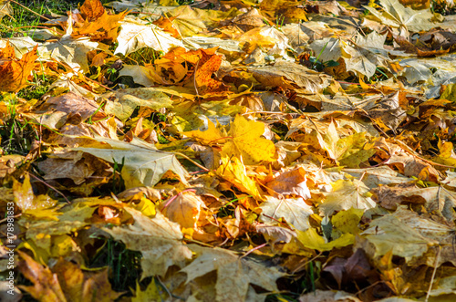 Autumn leaves carpet the ground. Autumn leaves on grass photo