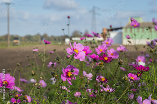 pink cosmos flower fields