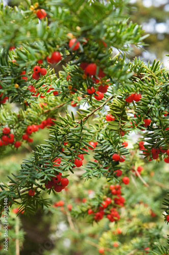 Taxus baccata english yew or european yew green branches with red berry