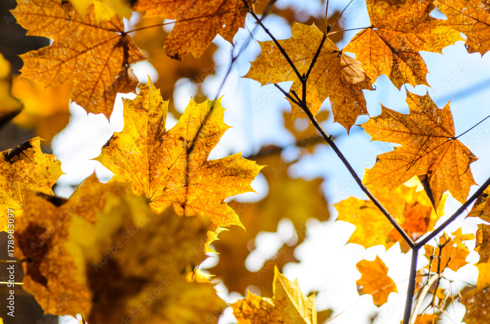 Maple branches with yellow leaves on a sky background in autumn forest Maple branches with yellow leaves on a sky background in autumn forest