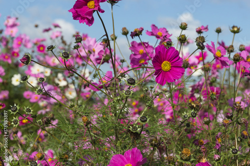 pink cosmos flower fields © svetlana