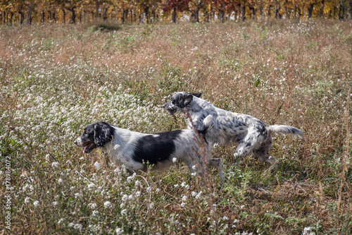 Hunting english setter running in the autumn field. Vineyard in the background