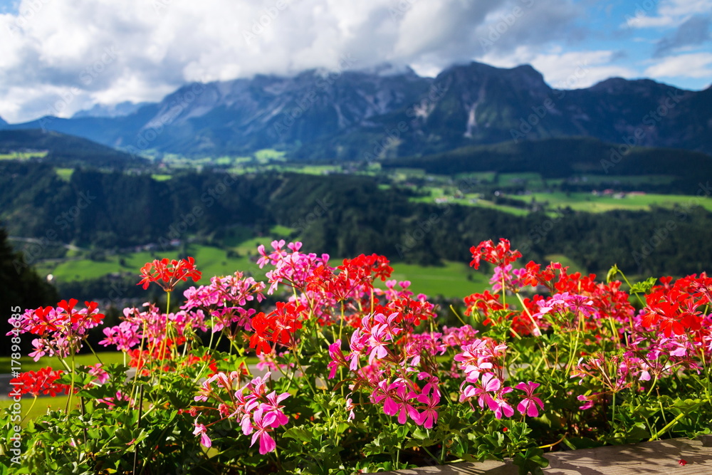 Fototapeta premium Beautiful flowers with Dachstein Mountains range in background, Schladming, Alps