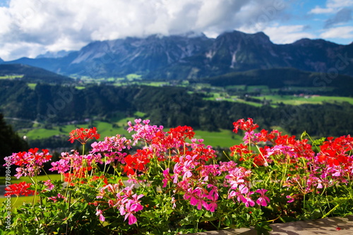Beautiful flowers with Dachstein Mountains range in background  Schladming  Alps
