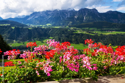 Beautiful flowers with Dachstein Mountains range in background, Schladming, Alps
