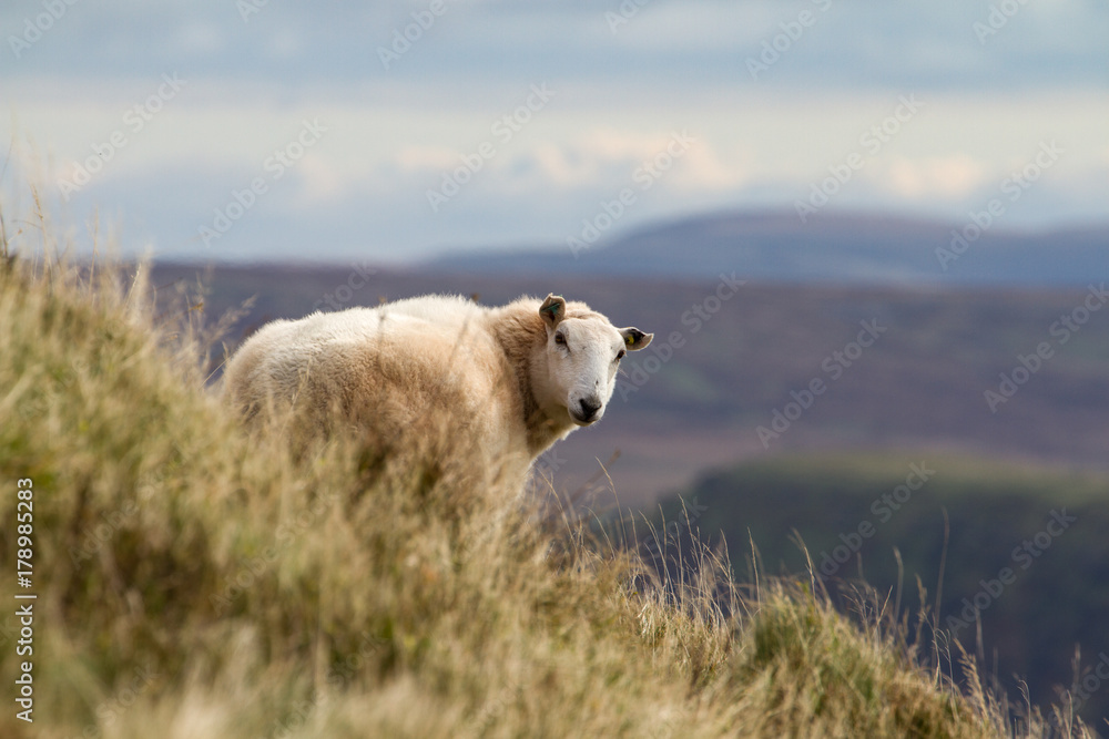 Sheep on rural Welsh hillside in the Brecon Beacons Sheep on rural Welsh hillside in the Brecon Beacons