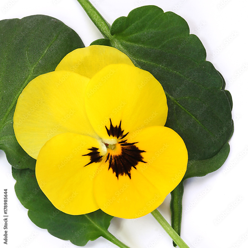 Fleur de Viola cornuta jaune Stock Photo | Adobe Stock