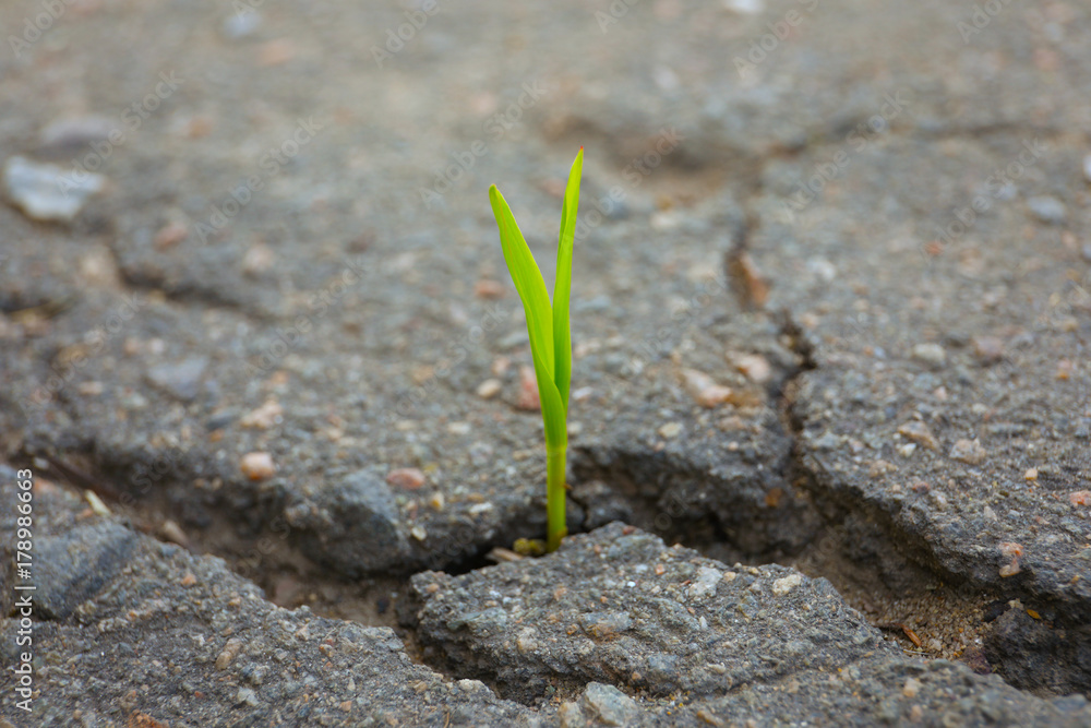 Young green sprout growing from crack in asphalt, closeup Young green sprout growing from crack in asphalt, closeup
