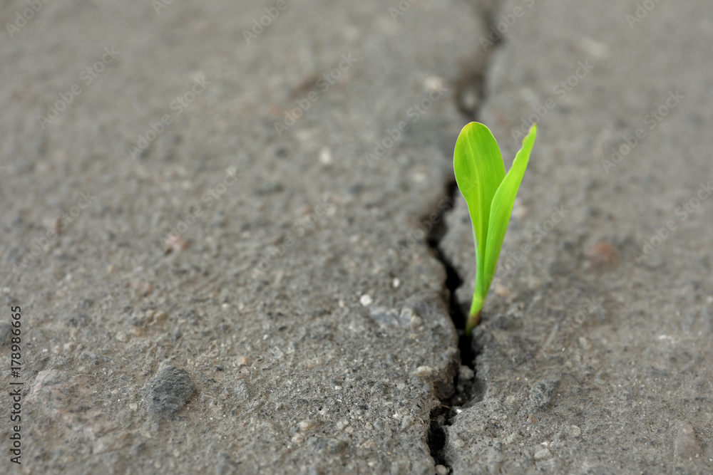 Young green sprout growing from crack in asphalt, closeup Young green sprout growing from crack in asphalt, closeup