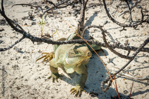 Rock Iguana sitting on sand. Turks and Caicos, Iguana island.