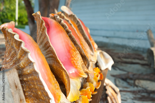 Polished conch shells in a row. Caribbean, Turks and Caicos. 