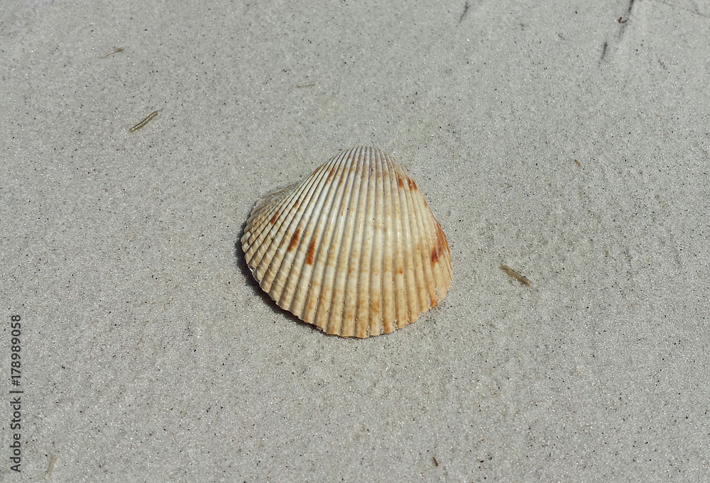 Seashell on sand background in Atlantic coast of North Florida Seashell on sand background in Atlantic coast of North Florida