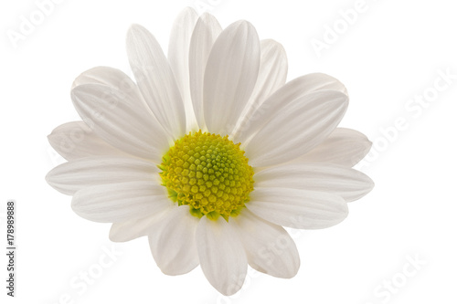 white daisy beautiful flower on a white background