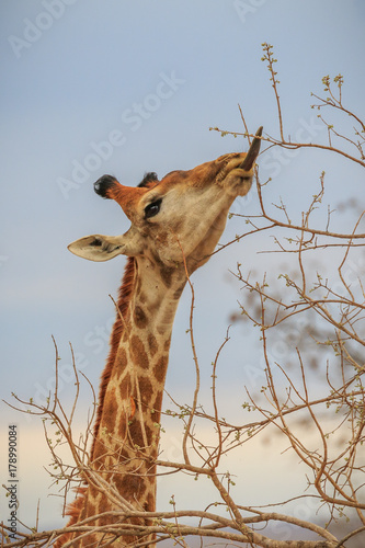 Giraffe with Long Tongue Eating photo