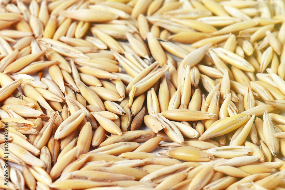 natural oat grains background, closeup. natural oat grains background, closeup.