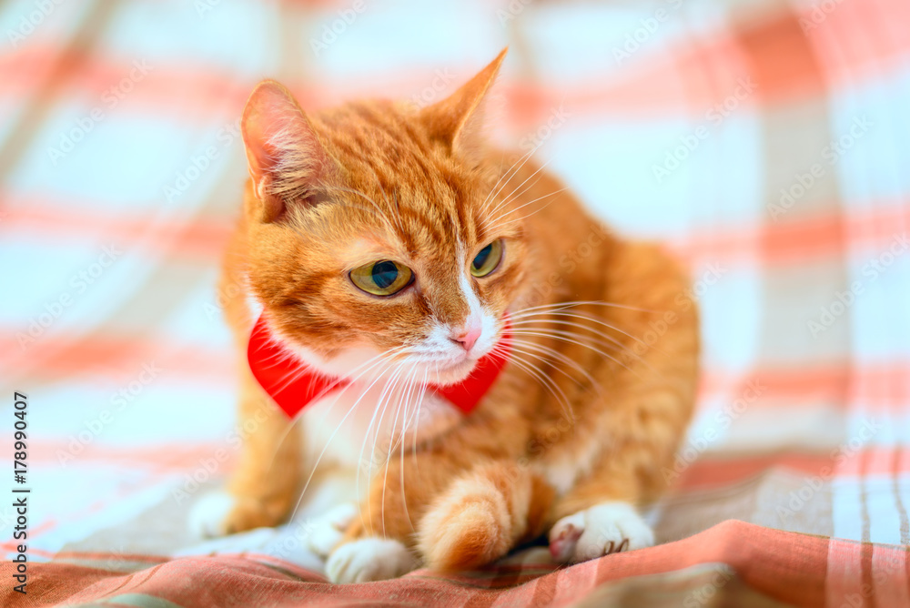 beautiful red cat on a light background 