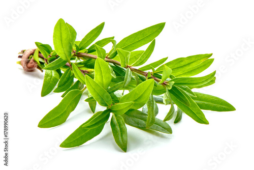Sprig of thyme, isolated on white background