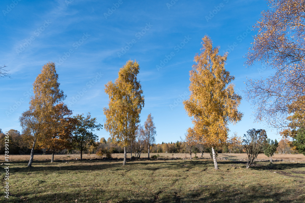 Colorful birch trees