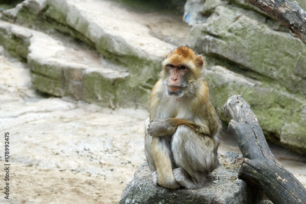 One monkey is sitting on a stone. Look to the right. Wise look