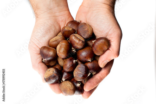 edible chestnuts - a bag of fresh, raw chestnuts held in hands - loners