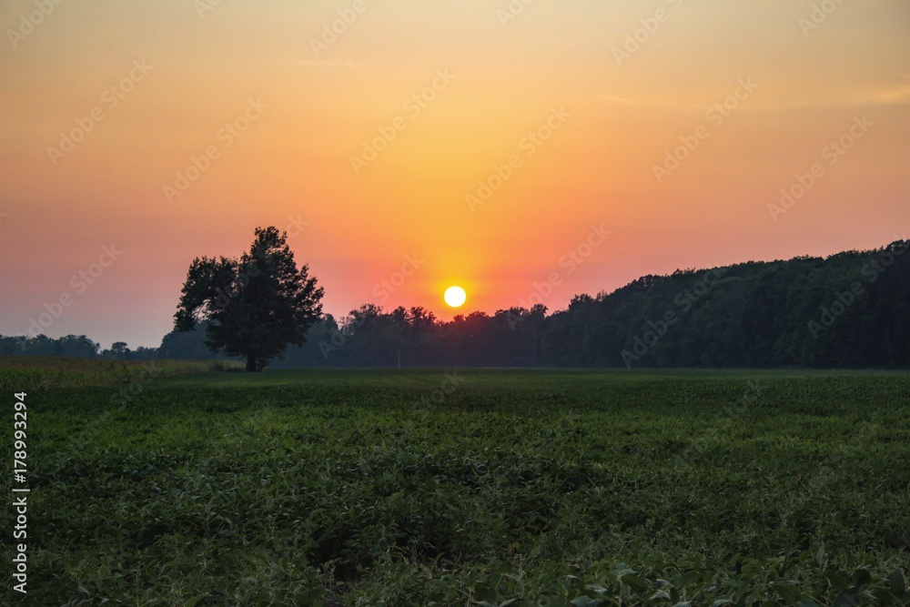 Sunset Over Field with Single Tree
