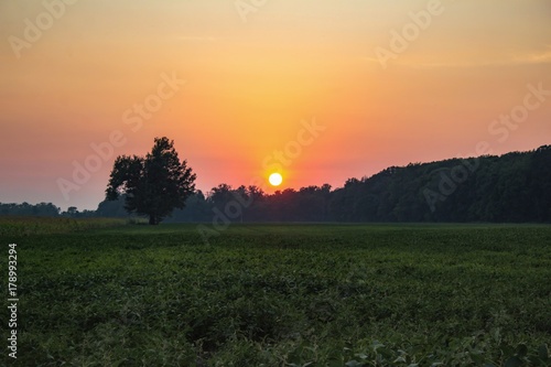 Sunset Over Field with Single Tree
