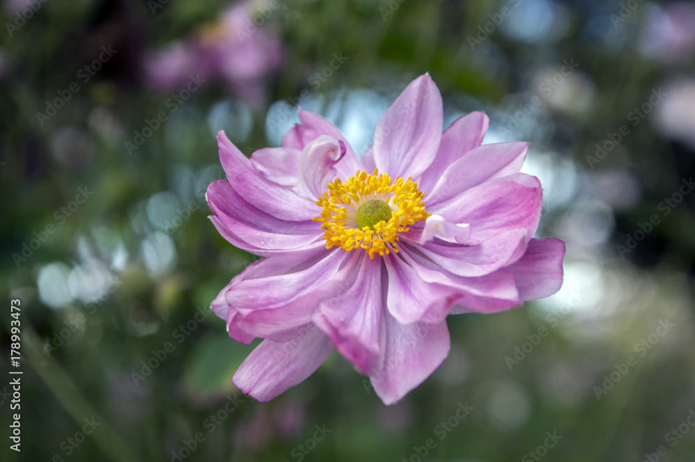 Anemone hupehensis japonica, Japanese anemone, thimbleweed windflower in bloom Anemone hupehensis japonica, Japanese anemone, thimbleweed windflower in bloom