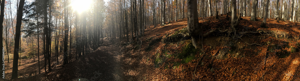 Obraz premium Golden shine autumn panorama scene in the forest, the morning sun shining through the trees, blue sky in background.