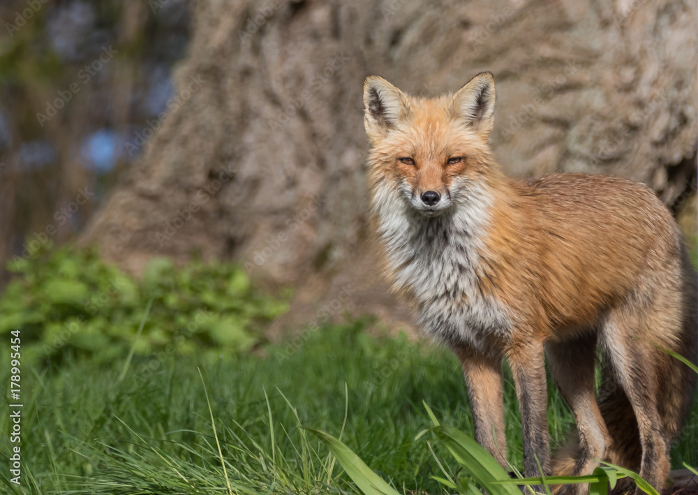 Adult red fox