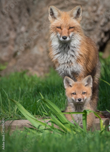 Red fox with baby