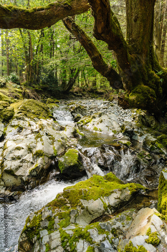 Obraz na plátně Shimna River, Tollymore Forest Park, Newcastle, Northern Ireland, featured in Ga