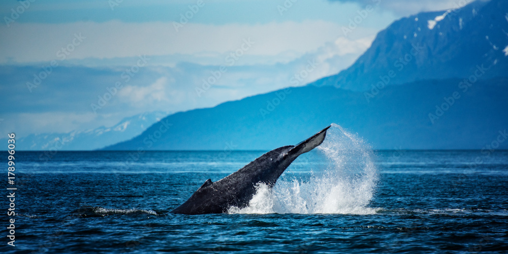 Fototapeta premium humpback whale