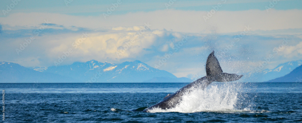 Fototapeta premium humpback whale
