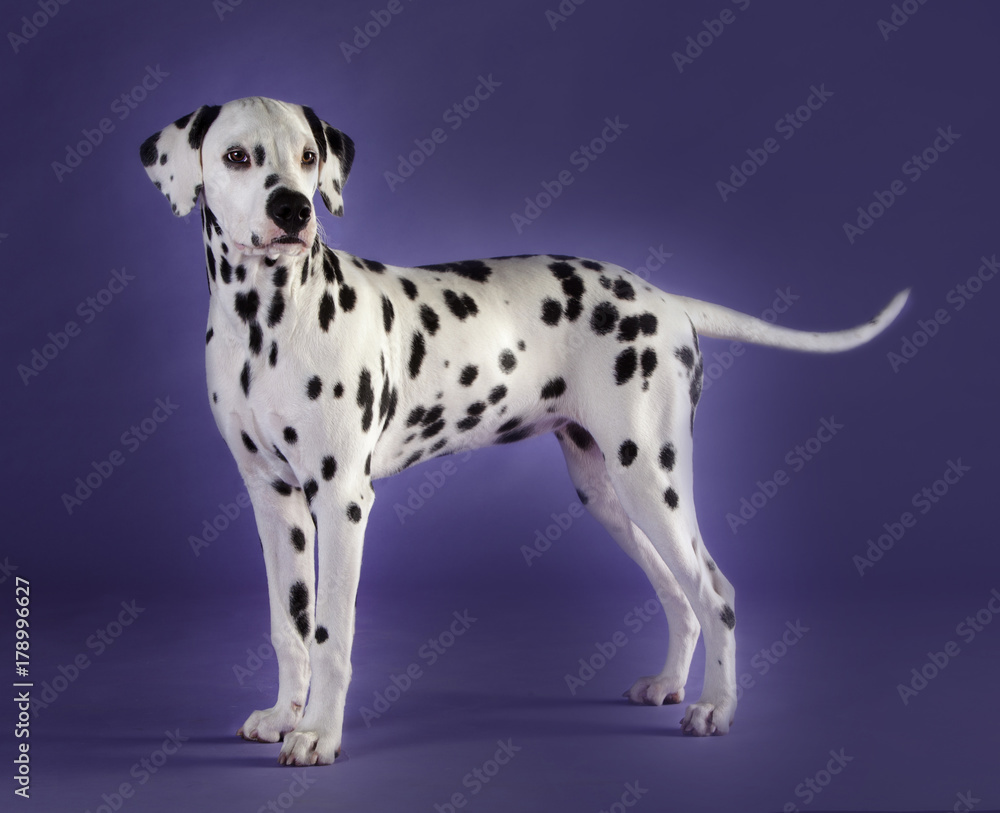 Little Dalmatian dog