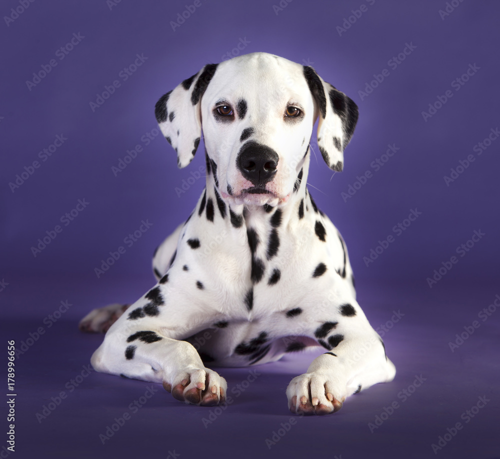 Little dalmatian dog