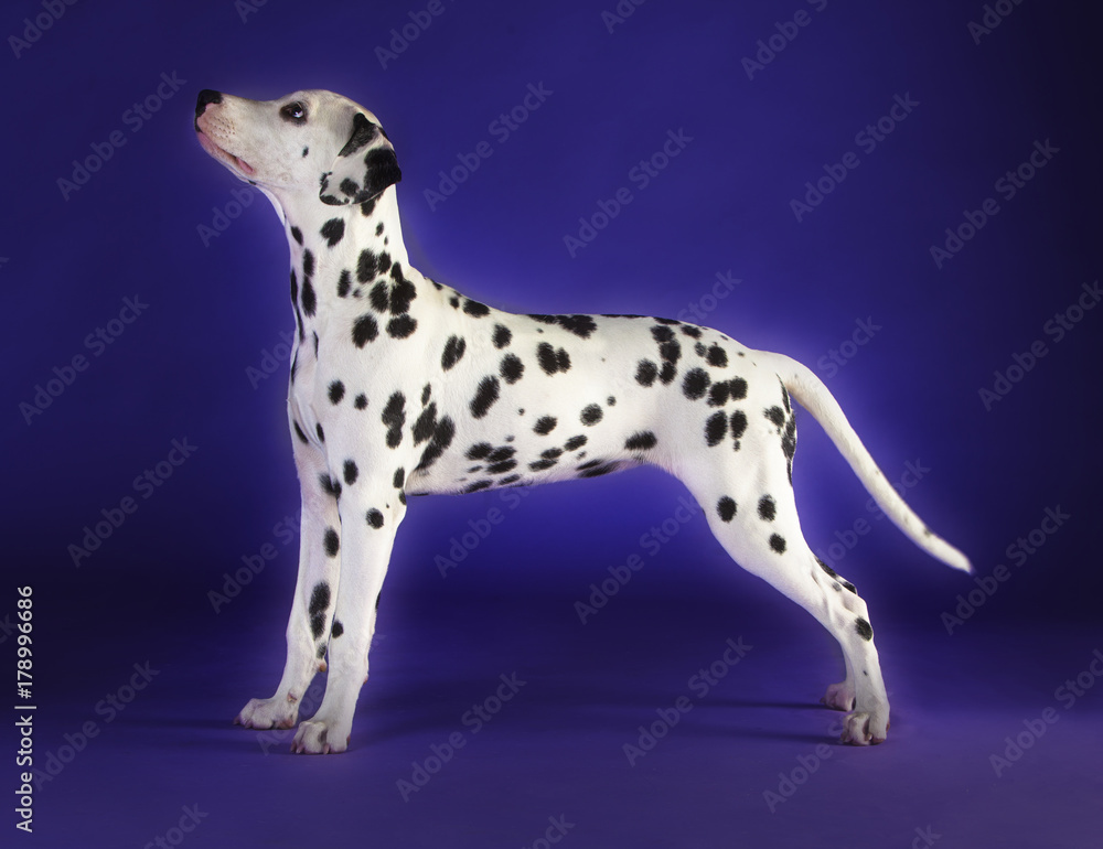 Baby dalmatian dog