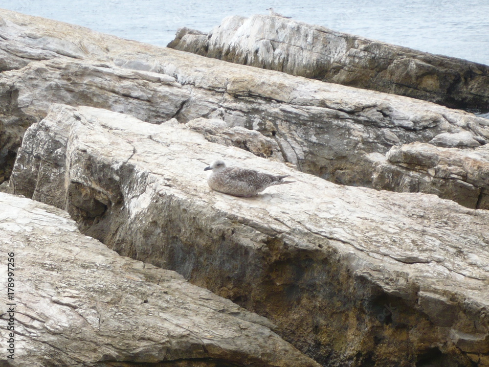 Sea gull relaxing on a rock