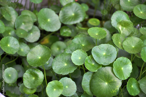 Centella leaves,or Indian pennywort ,Gotu kola leaves