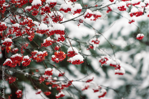 Red berries of mountain ash in the snow for Christmas.