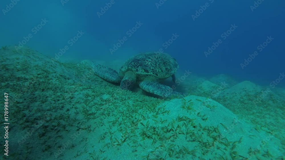 Big Green Sea Turtle (Chelonia mydas) eats the sea grass on a sandy bottom, Red sea, Marsa Alam, Abu Dabab, Egypt
Big Green Sea Turtle (Chelonia mydas) eats the sea grass on a sandy bottom, Red sea, Marsa Alam, Abu Dabab, Egypt