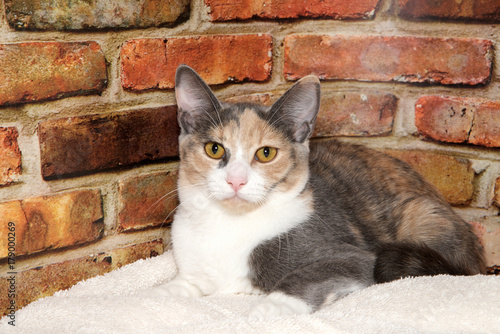 Portrait of a diluted calico cat laying on a white blanket in front of a brick wall background looking directly at viewer.
